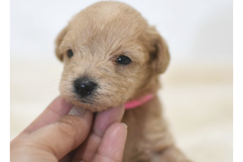 成約済の茨城県のミックス犬-134321の1枚目